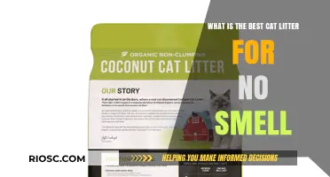 Fresh and Odor-Free: Discover the Best Cat Litter for Eliminating Unwanted Smells