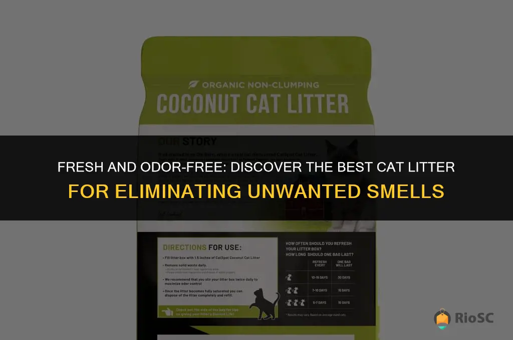 what is the best cat litter for no smell