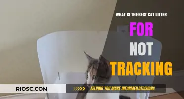 Top Non-Tracking Cat Litter Options: Keep Your Home Clean and Paws Happy