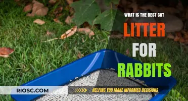 Choosing the Right Cat Litter for Rabbits: Safe and Effective Options for Your Furry Friend