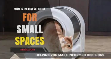 Compact and Clean: Finding the Best Cat Litter for Small Spaces
