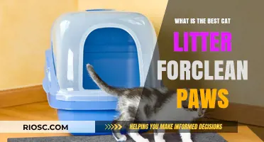 Clean Paws, Happy Cats: Discover the Best Cat Litter for Paw-Friendly Hygiene