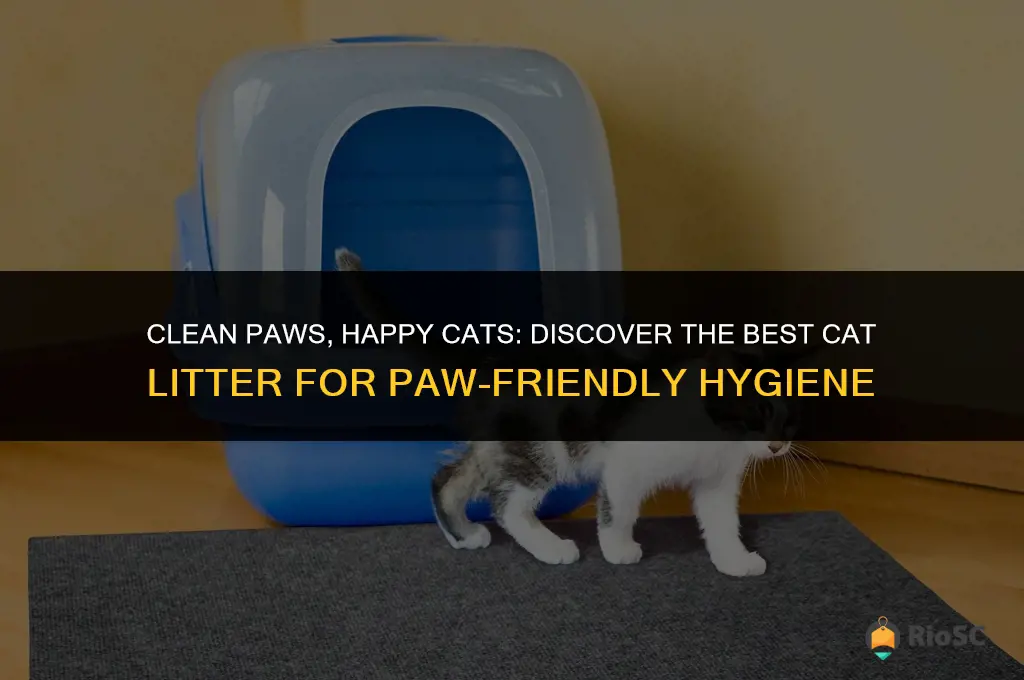 what is the best cat litter forclean paws