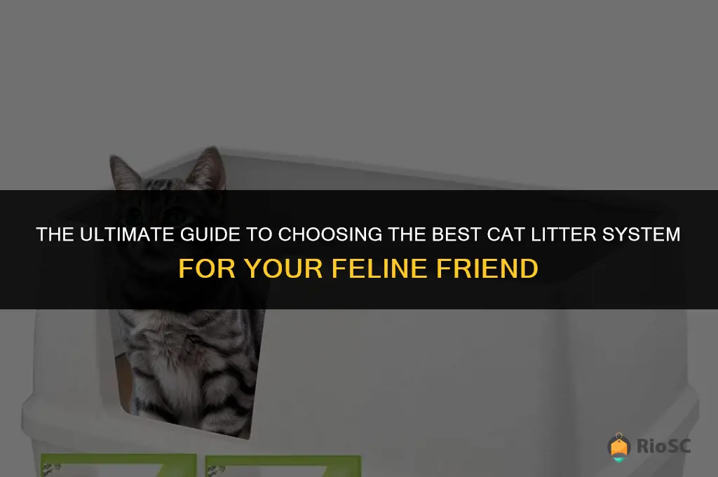 what is the best cat litter system