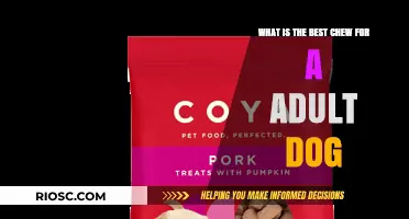 Top Chew Choices for Adult Dogs: Finding the Perfect Treat for Your Canine Companion