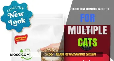 Top Clumping Cat Litter Picks for Multi-Cat Households: Keeping Your Home Fresh and Clean