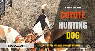 Top Traits and Breeds: Choosing the Best Coyote Hunting Dog for Your Needs