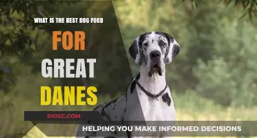 Nutrition for Giants: Choosing the Best Dog Food for Great Danes