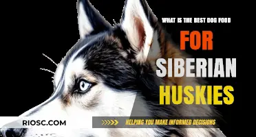 Nutrition Guide: Choosing the Best Dog Food for Siberian Huskies to Support Their Energy and Coat Health