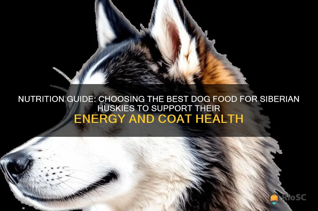 what is the best dog food for siberian huskies