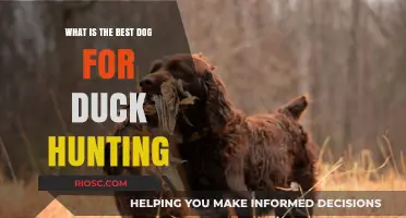 Top Breeds for Duck Hunting: Finding the Perfect Canine Companion for Waterfowl Retrieval