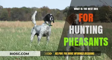 Top Pheasant Hunting Dog Breeds: Choosing the Perfect Companion for the Field