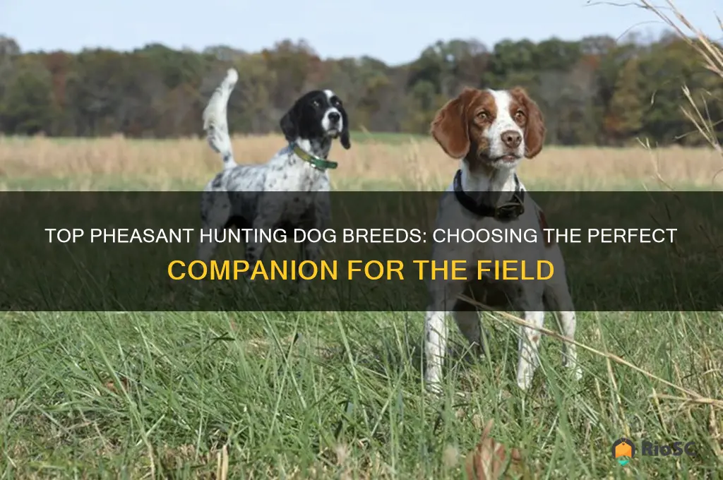 what is the best dog for hunting pheasants