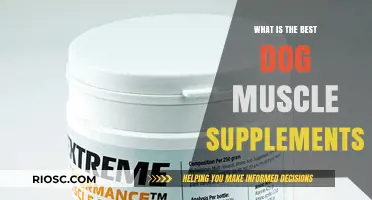 Top Dog Muscle Supplements: Boosting Your Canine's Strength and Health