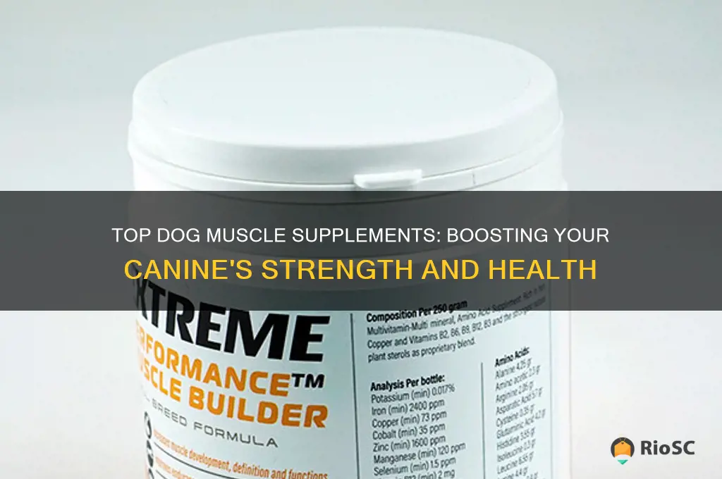 what is the best dog muscle supplements