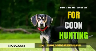 Top Coon Hunting Dogs: Choosing the Best Breed for Your Next Hunt