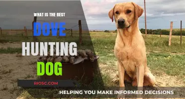 Top Traits and Breeds: Choosing the Best Dove Hunting Dog for Your Next Hunt