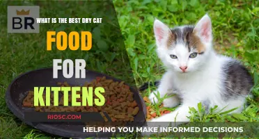 Top Picks for Tiny Tummies: The Best Dry Cat Food for Kittens