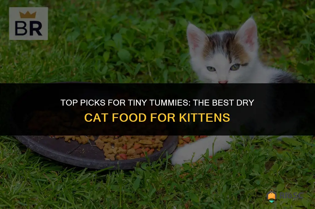 what is the best dry cat food for kittens