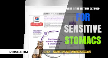 Top Picks for Sensitive Stomachs: The Best Dry Cat Food Options