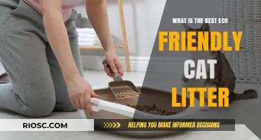 Eco-Friendly Cat Litter: Finding the Best Sustainable Option for Your Feline Friend