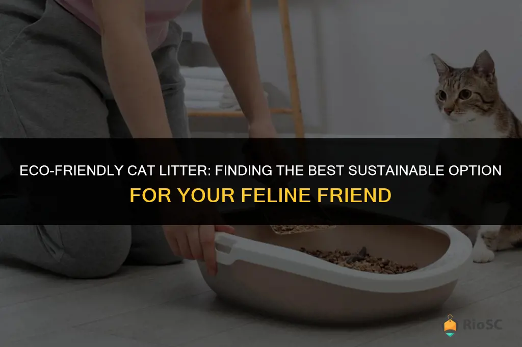 what is the best eco friendly cat litter