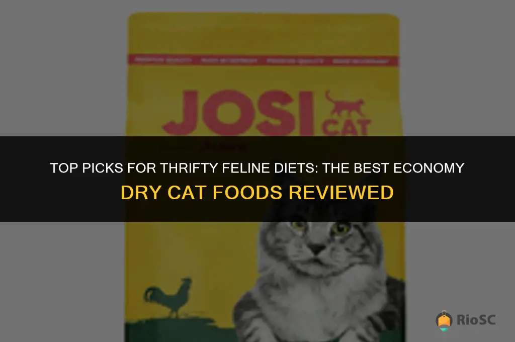 what is the best economy dry cat food