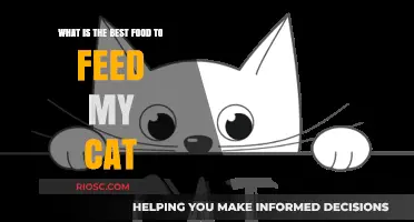 Nutrition for Your Feline Friend: A Guide to the Best Foods for Cats