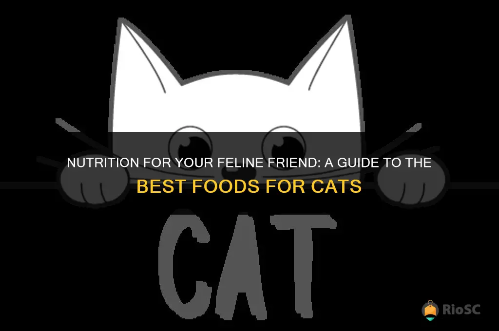 what is the best food to feed my cat