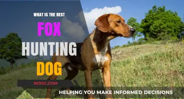Top Breeds for Fox Hunting: Choosing the Best Dog for the Chase