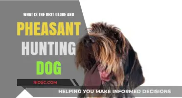 Top Globe and Pheasant Hunting Dogs: Choosing the Perfect Companion for Your Hunt