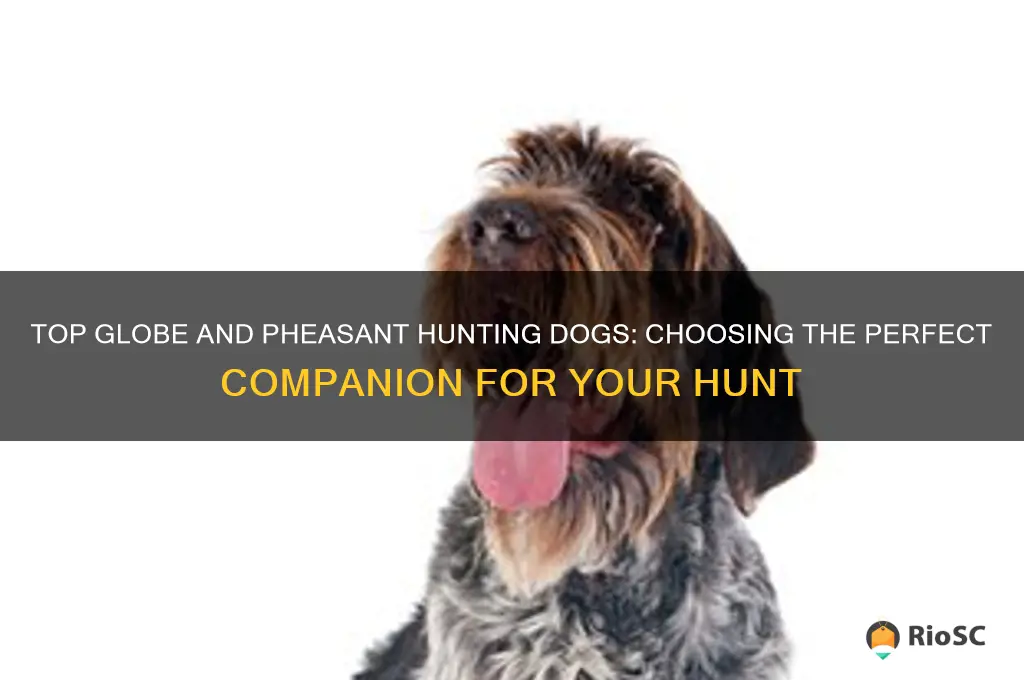 what is the best globe and pheasant hunting dog