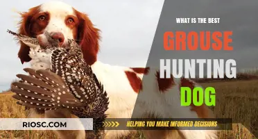 Top Traits and Breeds: Choosing the Best Grouse Hunting Dog for Your Next Adventure