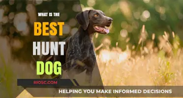 Top Traits and Breeds: Finding the Best Hunt Dog for Your Needs
