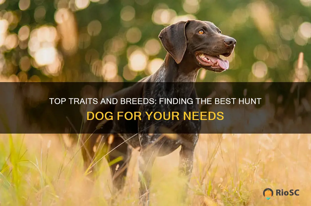 what is the best hunt dog