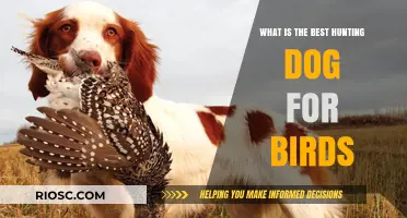 Top Bird Hunting Dog Breeds: Finding the Perfect Companion for Your Next Hunt