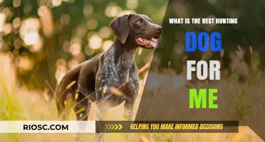 Finding Your Perfect Hunting Companion: How to Choose the Best Hunting Dog for Your Needs