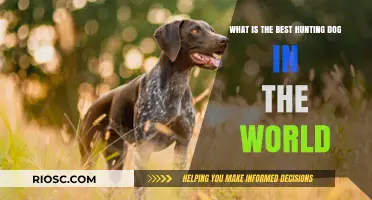 Top Contenders for the Title of Best Hunting Dog in the World: A Comprehensive Guide