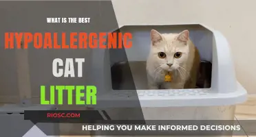 Top Hypoallergenic Cat Litter Options for Sensitive Cats and Owners