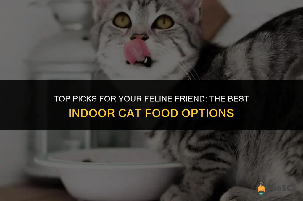what is the best indoor cat food