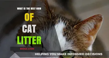 Choosing the Purrfect Cat Litter: A Guide to the Best Options for Your Feline Friend