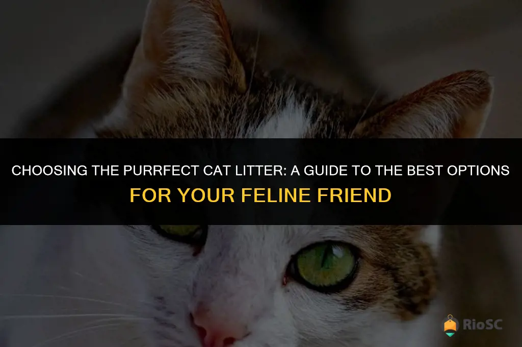 what is the best kidn of cat litter