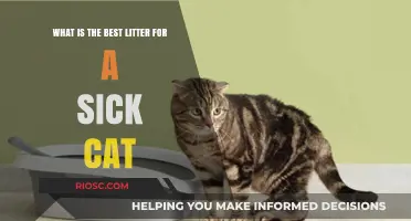Choosing the Right Litter for Your Sick Cat: Comfort, Safety, and Hygiene Tips