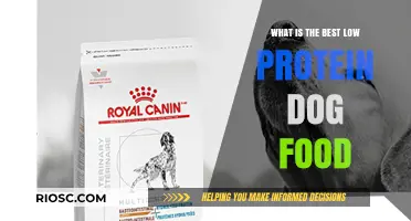 Top Low Protein Dog Food Options: Nutritious Choices for Your Canine Companion