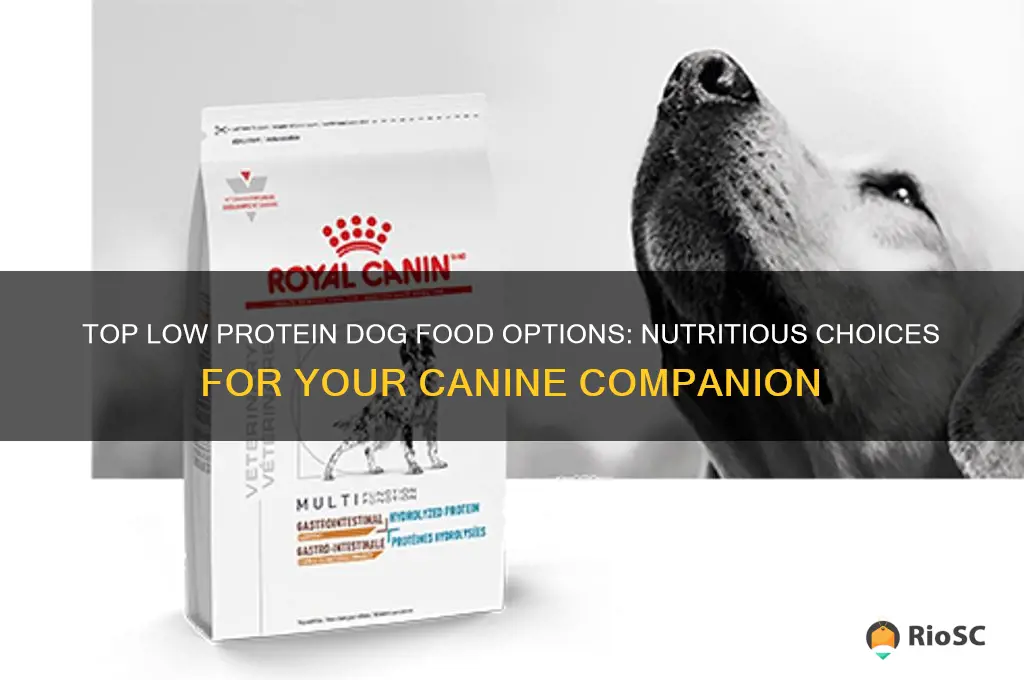what is the best low protein dog food