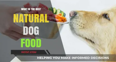 Exploring the Top Natural Dog Food Options: A Comprehensive Guide for Pet Owners