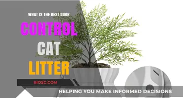 Top Picks for Odor Control: Finding the Best Cat Litter to Keep Your Home Fresh