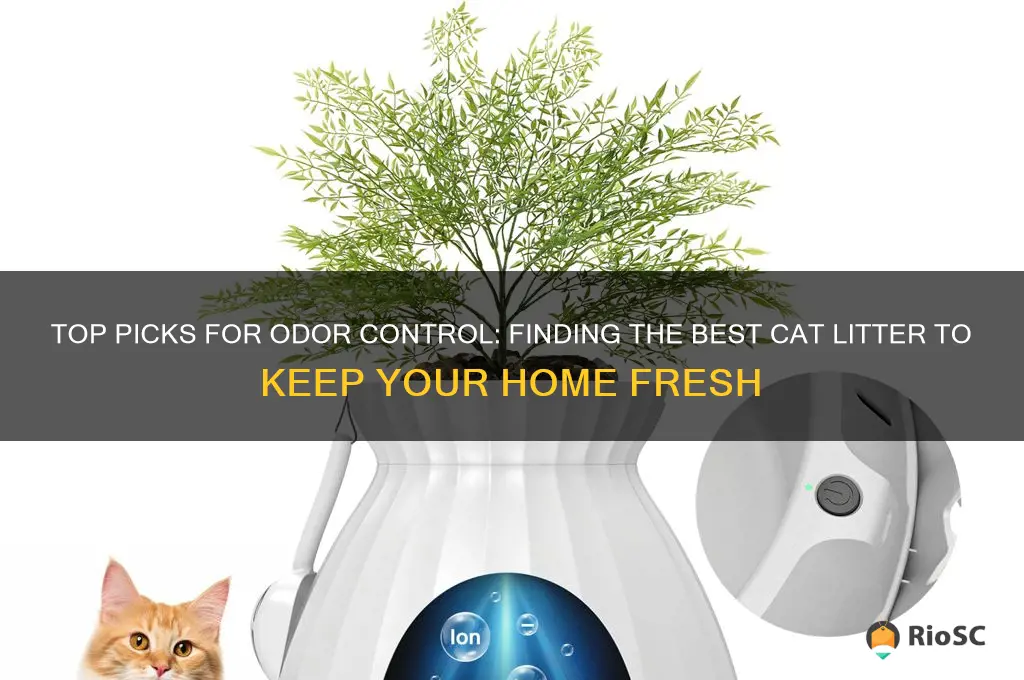 what is the best odor control cat litter