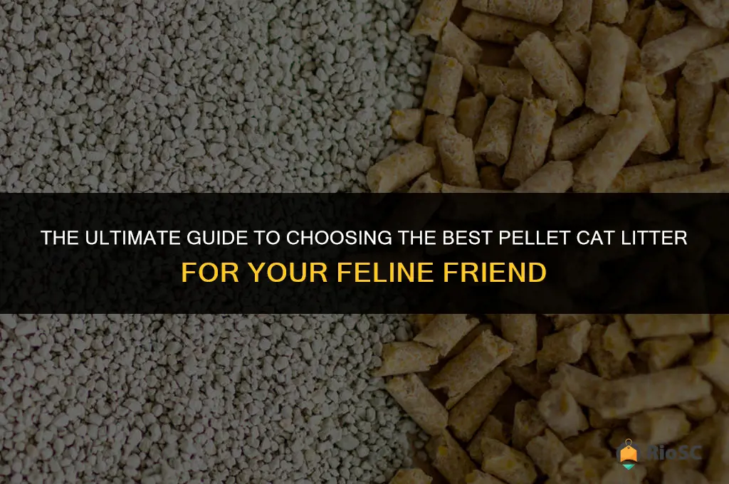 what is the best pellet cat litter