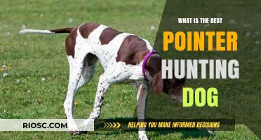 Top Traits and Breeds: Choosing the Best Pointer Hunting Dog for Your Needs